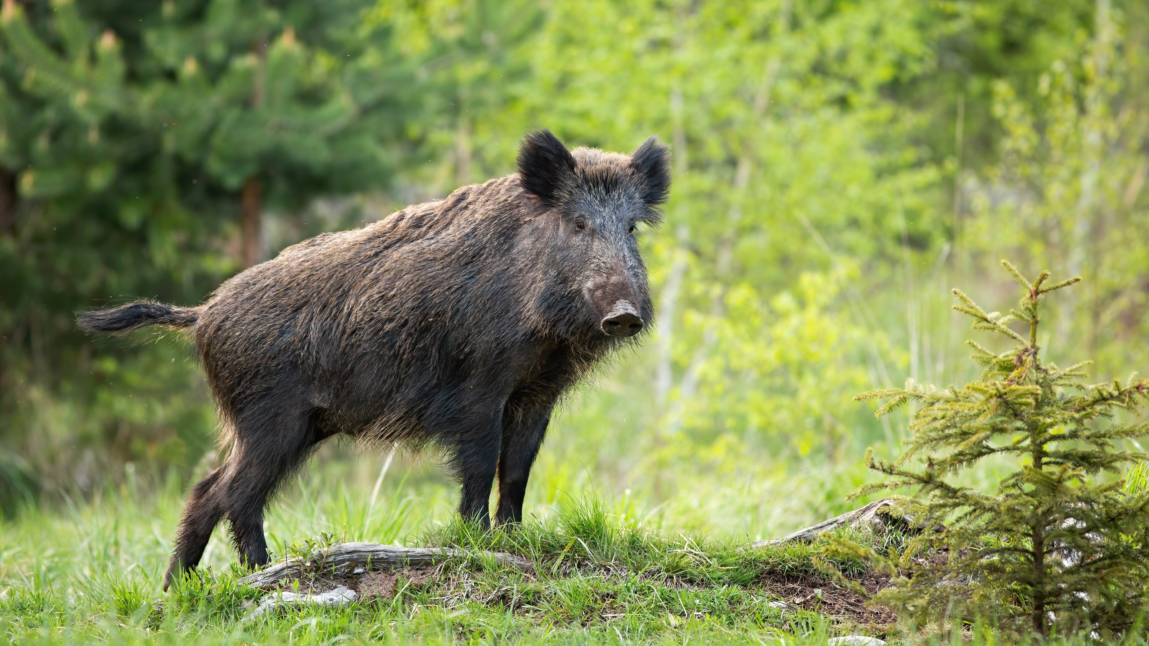 A European wild boar.