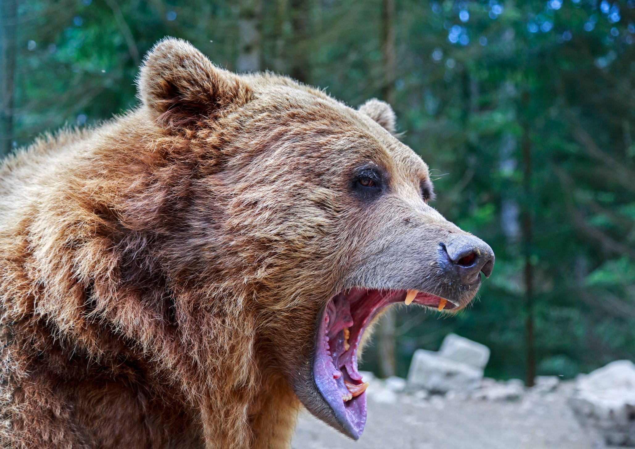 Close-up of bear with open mouth.