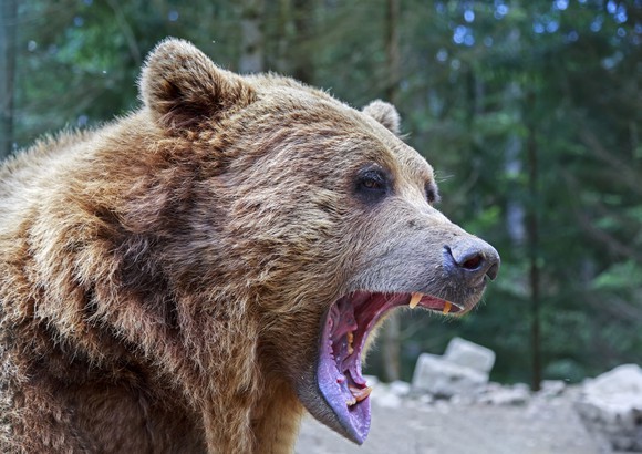 Close-up of bear with open mouth.