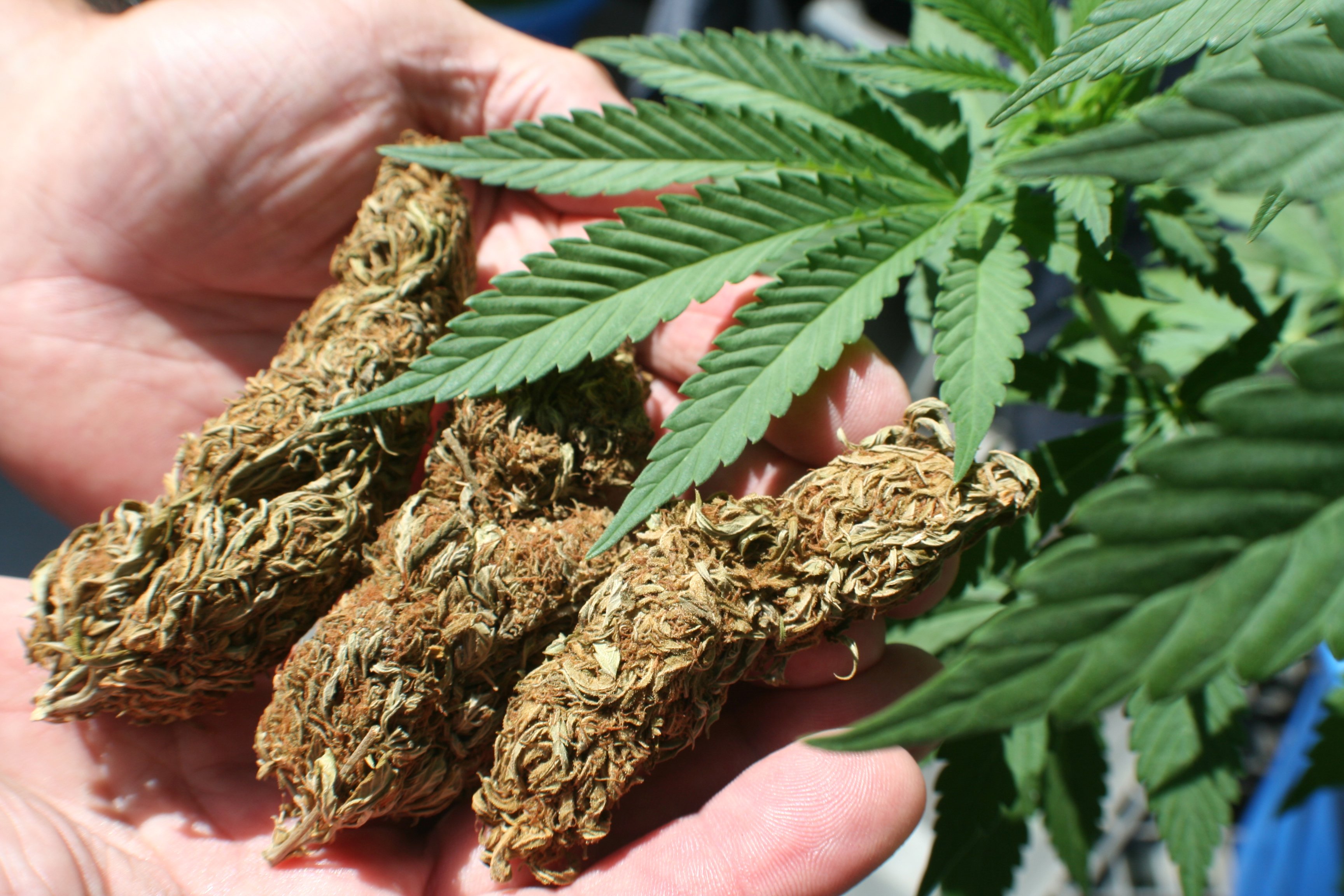 person holding cannabis buds against background of marijuana plant