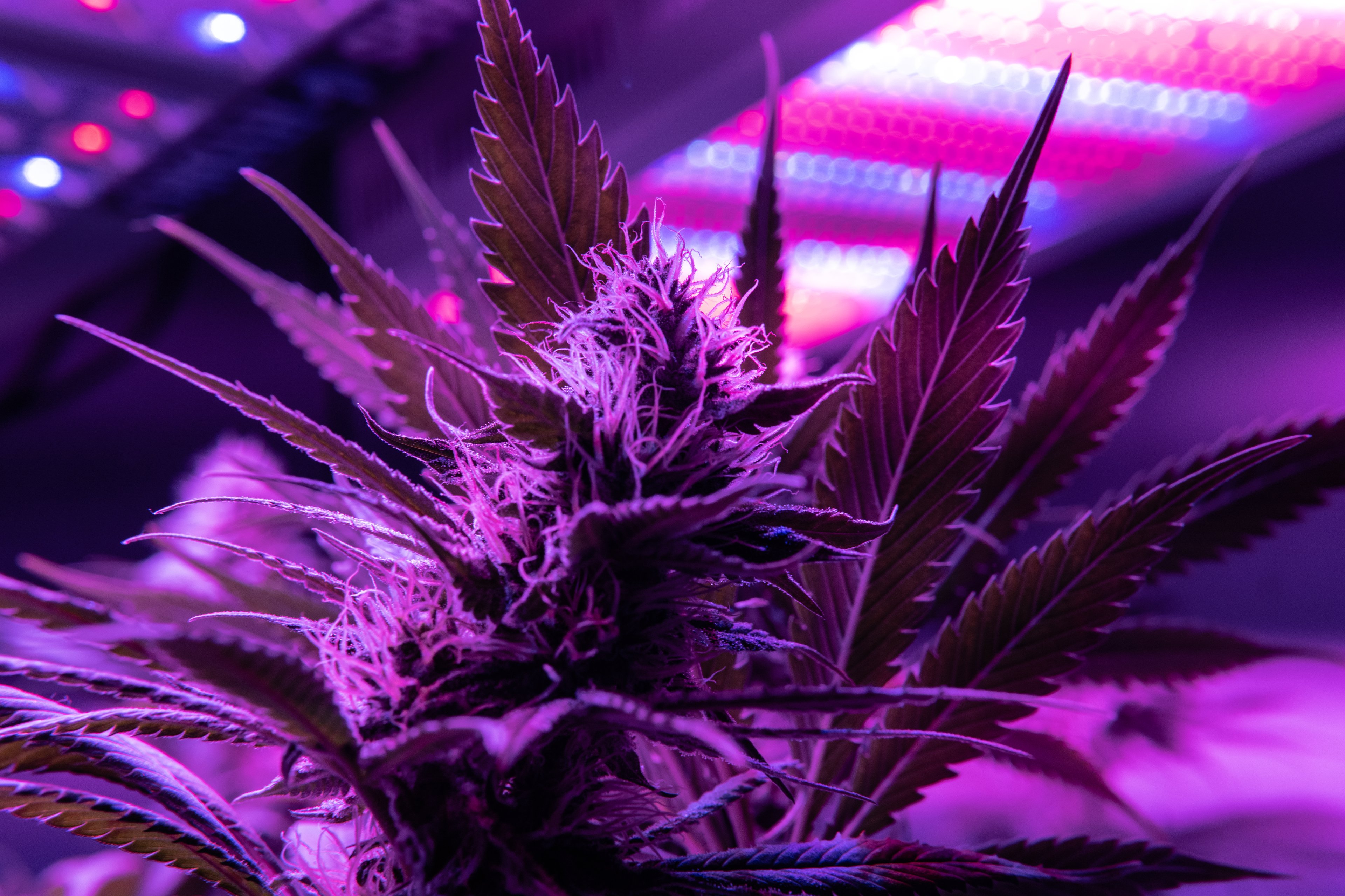 Cannabis plant growing under LED light. 