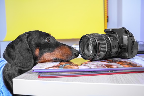 Portrait of a sad dog by a digital camera. 