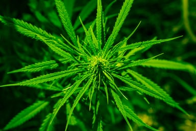 Marijuana Budding Flower on Dark Background Getty
