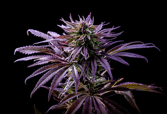 Purple marijuana plant set against a black background.