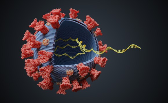 a coronavirus with red spikes and several single-helix strands of RNA half inside and half outside the virus.