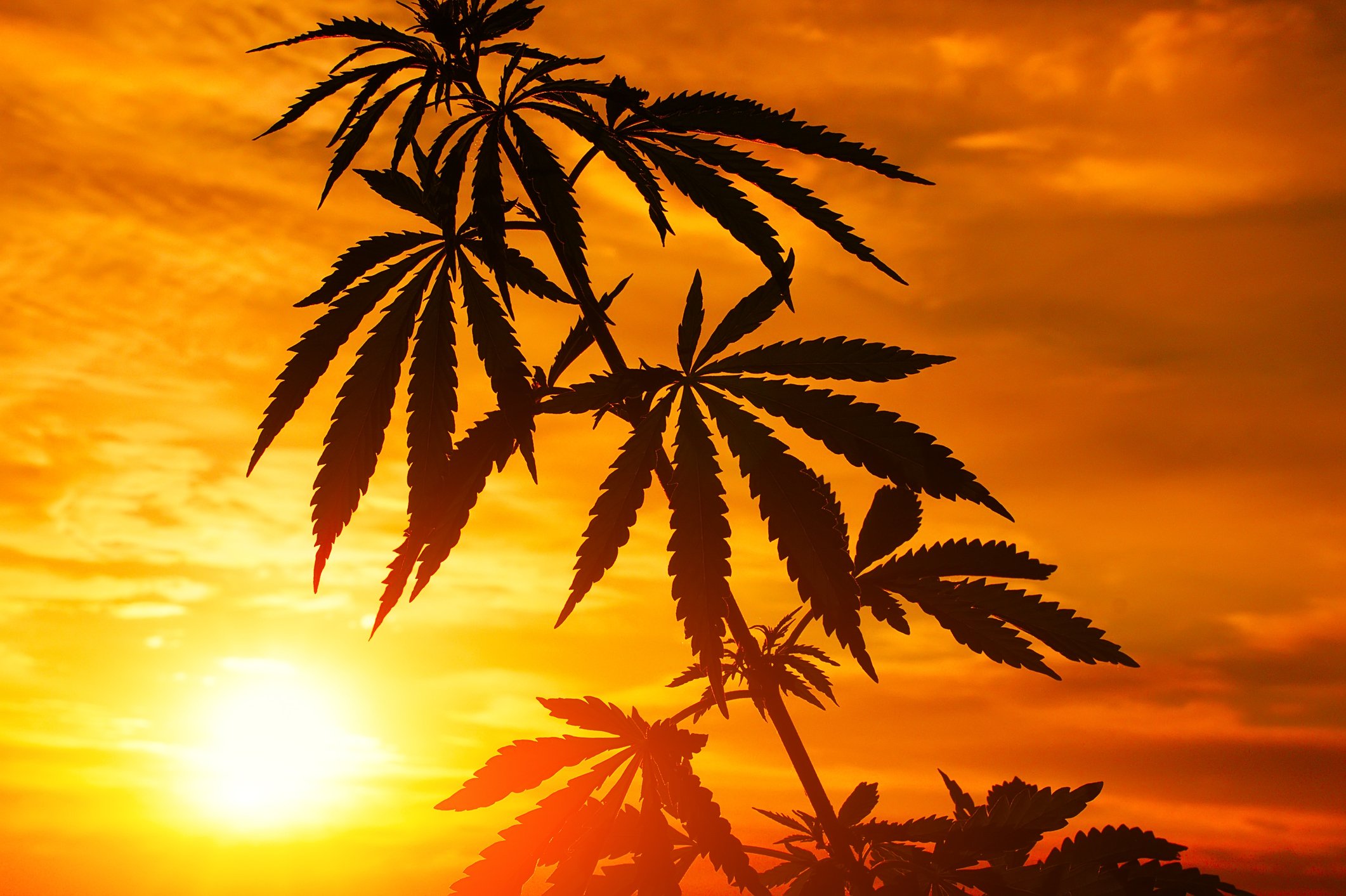 Cannabis plant growing outdoors.