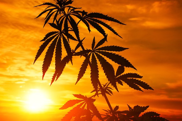 Cannabis plant growing outdoors.