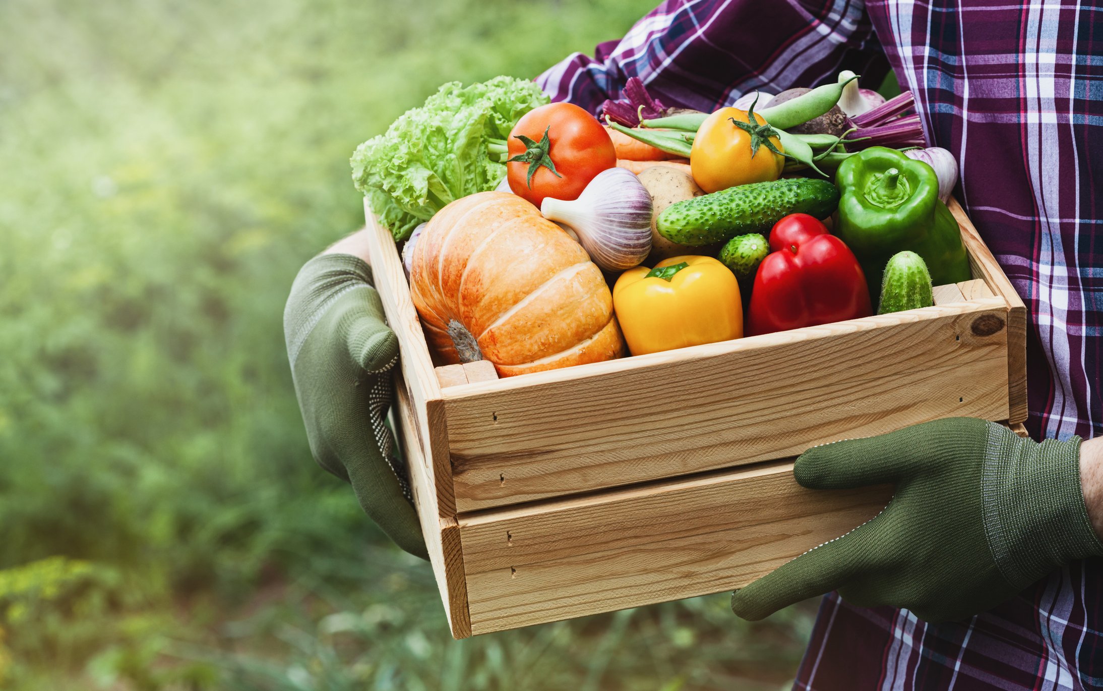 wooden box of fresh vegetables being carried in a field after being picked