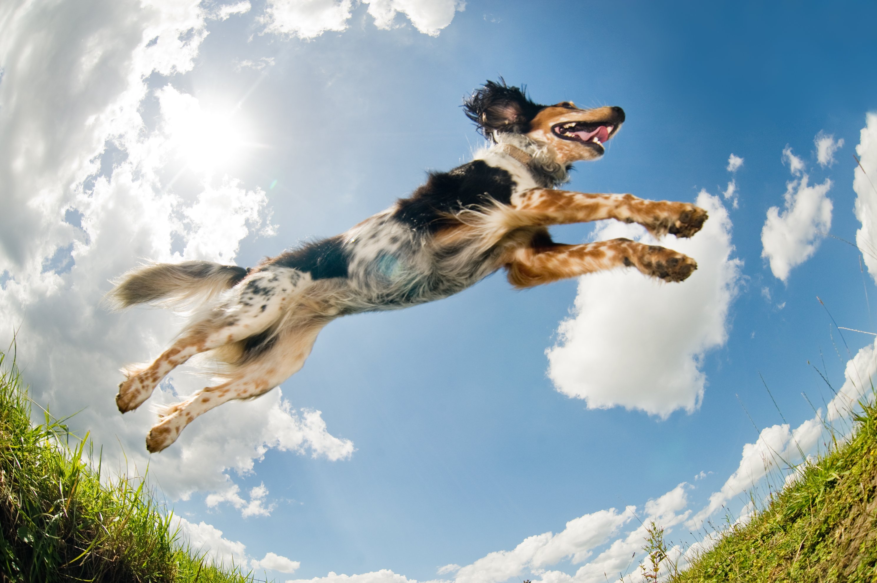 A dog leaping.