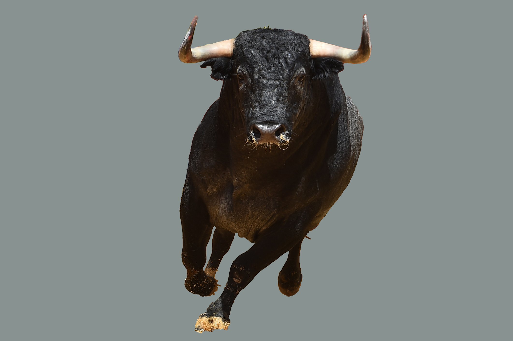 A running bull