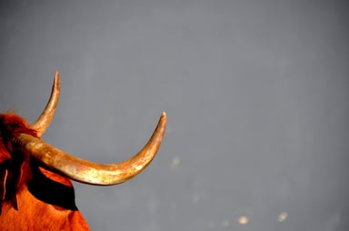 Bull with horns