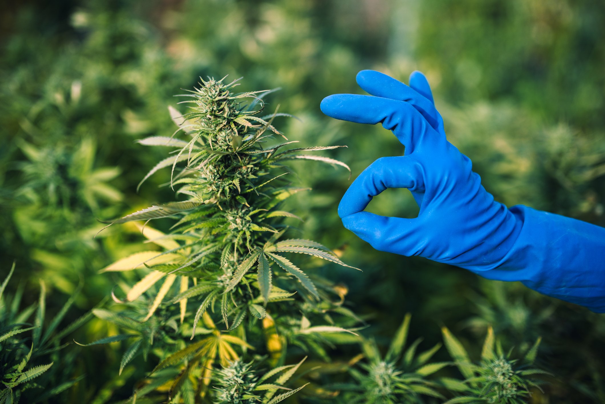 Gloved hand making OK sign in front of marijuana plants.