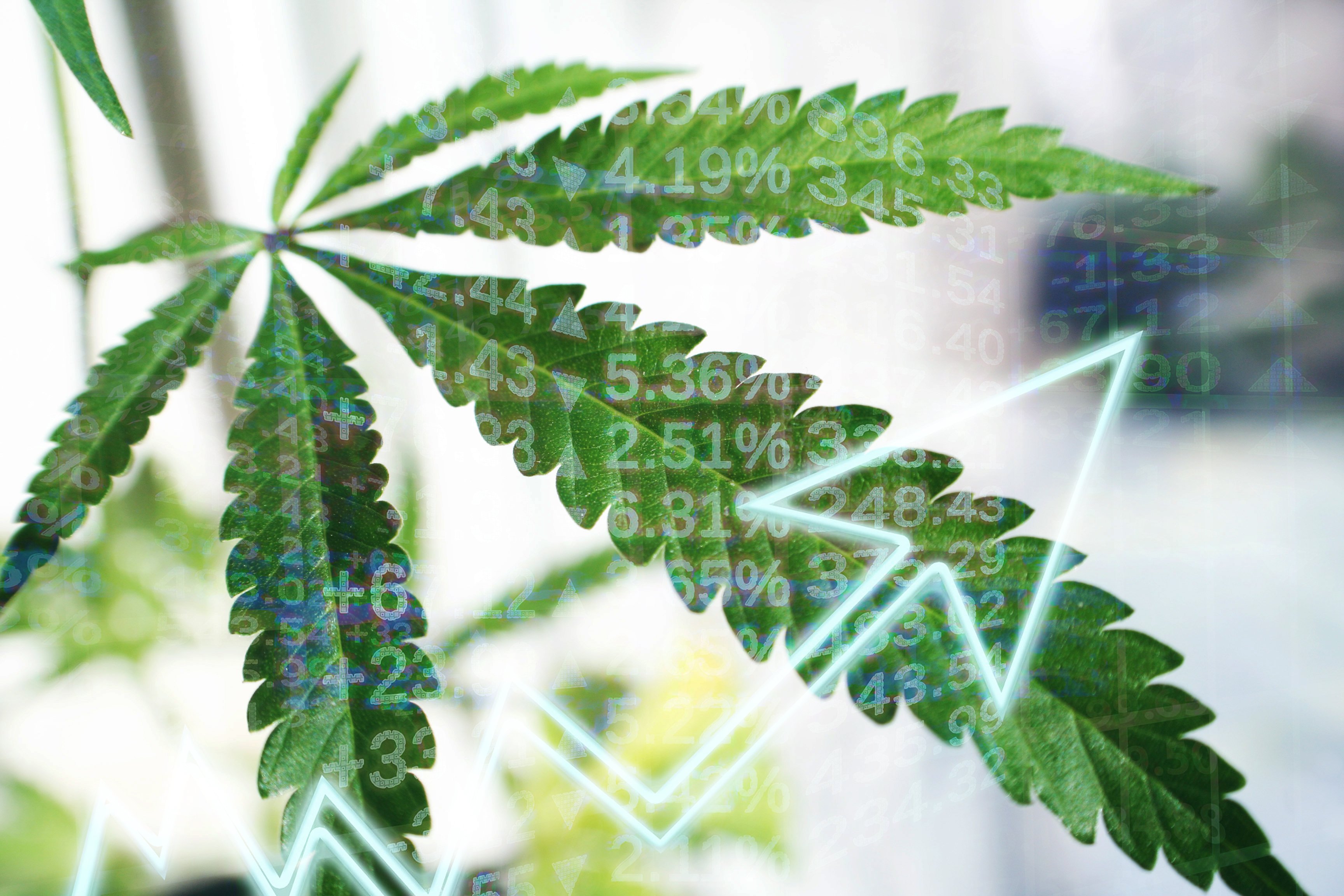 Marijuana leaf with stock price information and jagged upwards arrow in the faded foreground