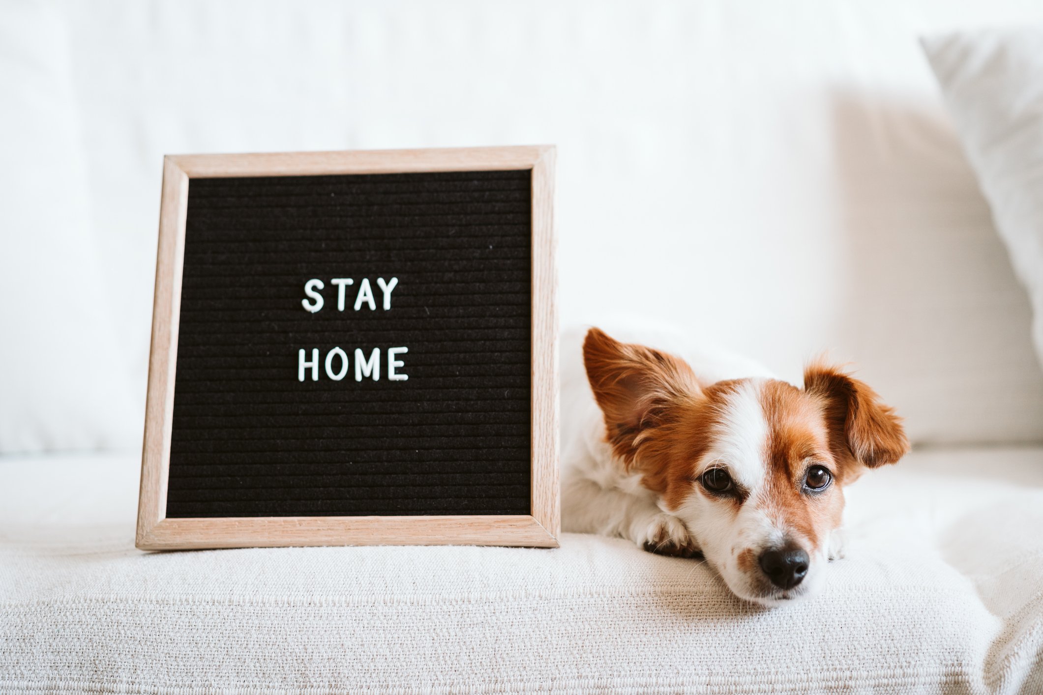 Dog with a stay at home sign.