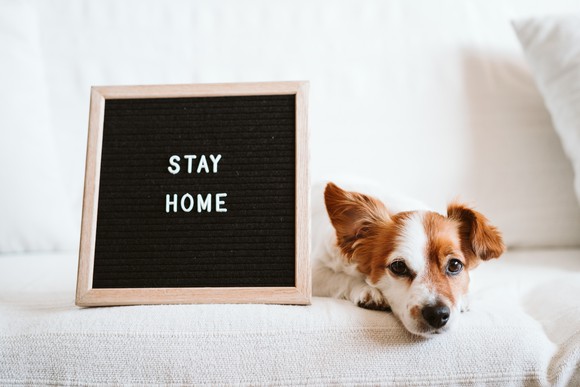 Dog with a stay home sign.