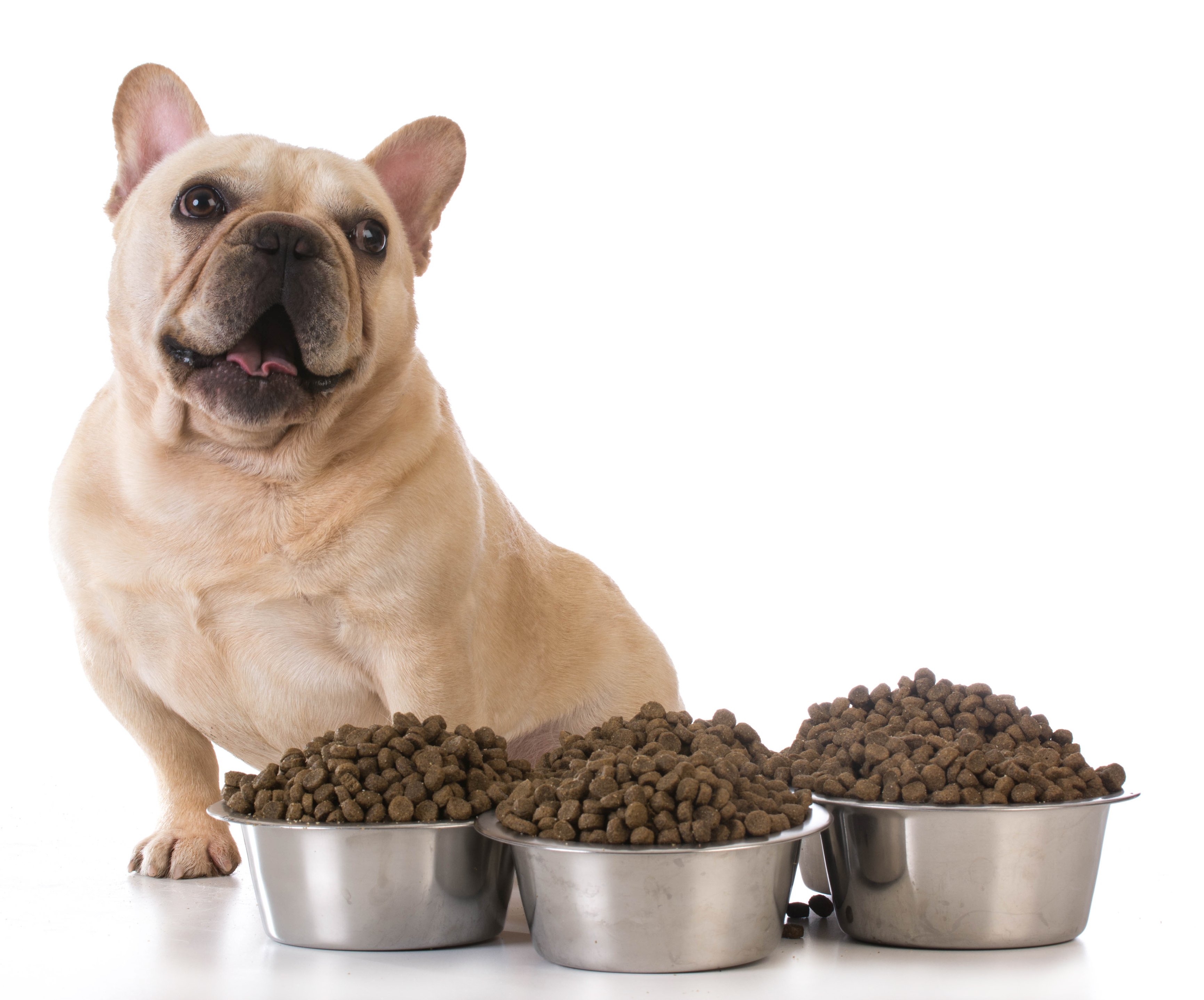 A French bulldog with a large supply of kibble in new metal dog bowls.
