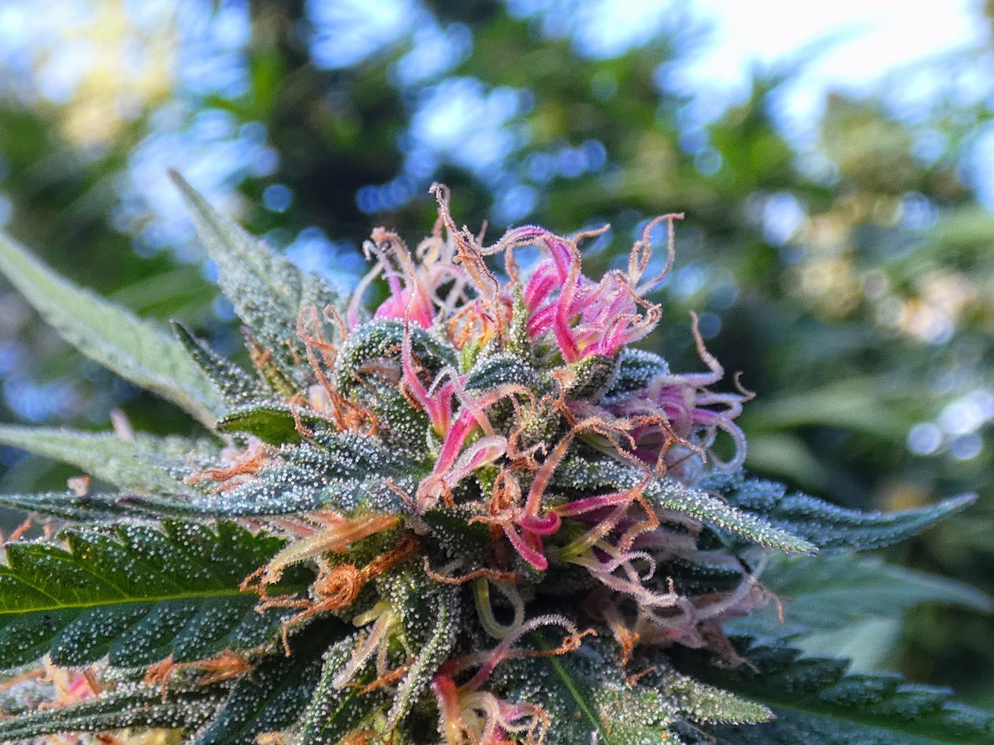 Cannabis flower in pink