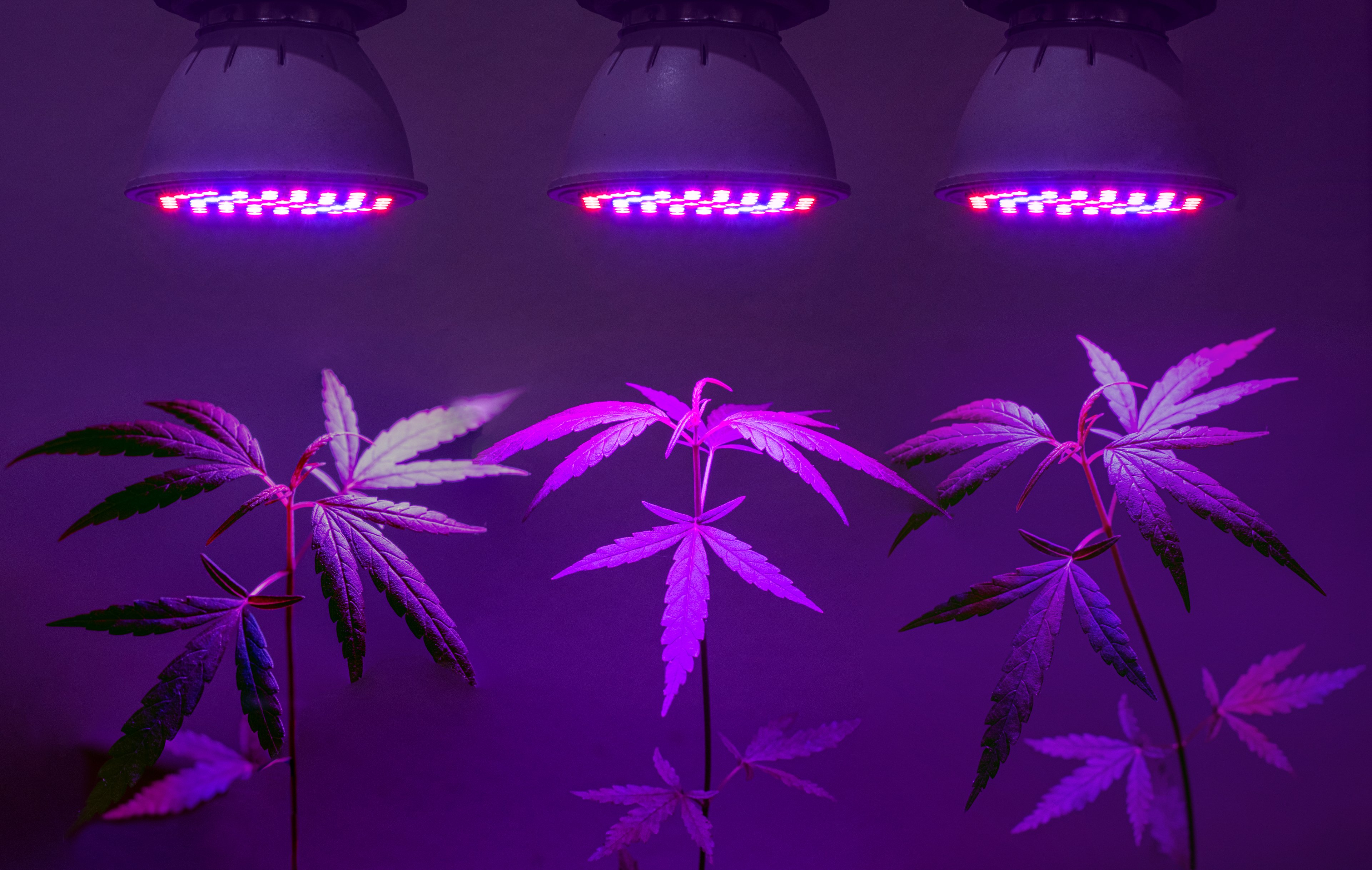 Marijuana plant growing under purple lighting. 