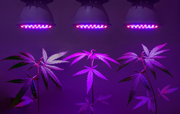 Marijuana plant growing under purple lighting. 