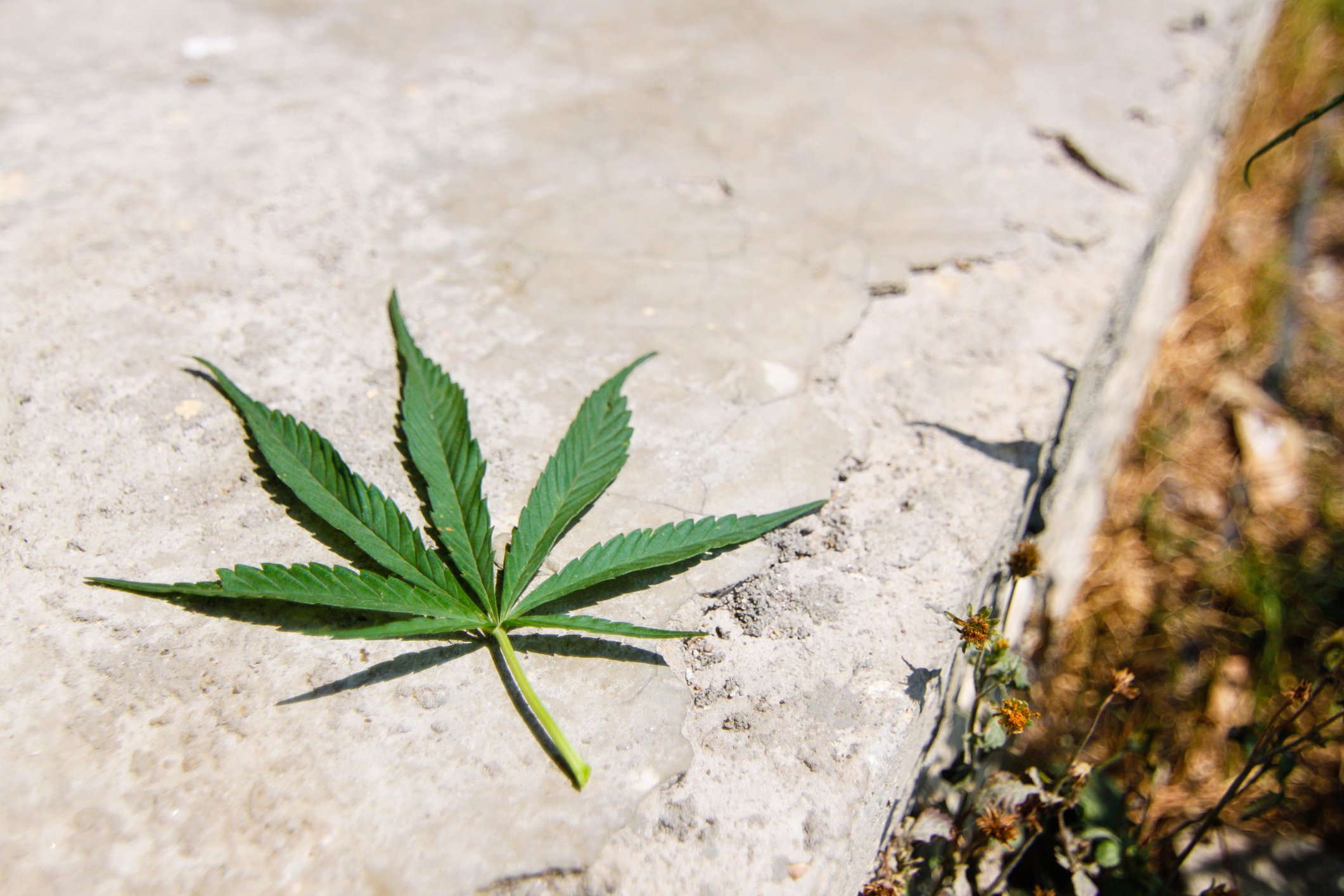 Marijuana leaf on a concrete floor