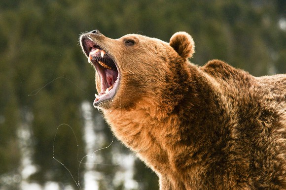 Angry-looking grizzly bear in a pine forest with snow.