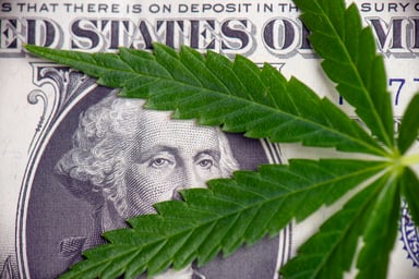cannabis plant over a dollar bill