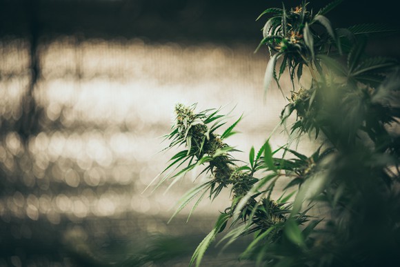 Commercial hemp faming in a green house