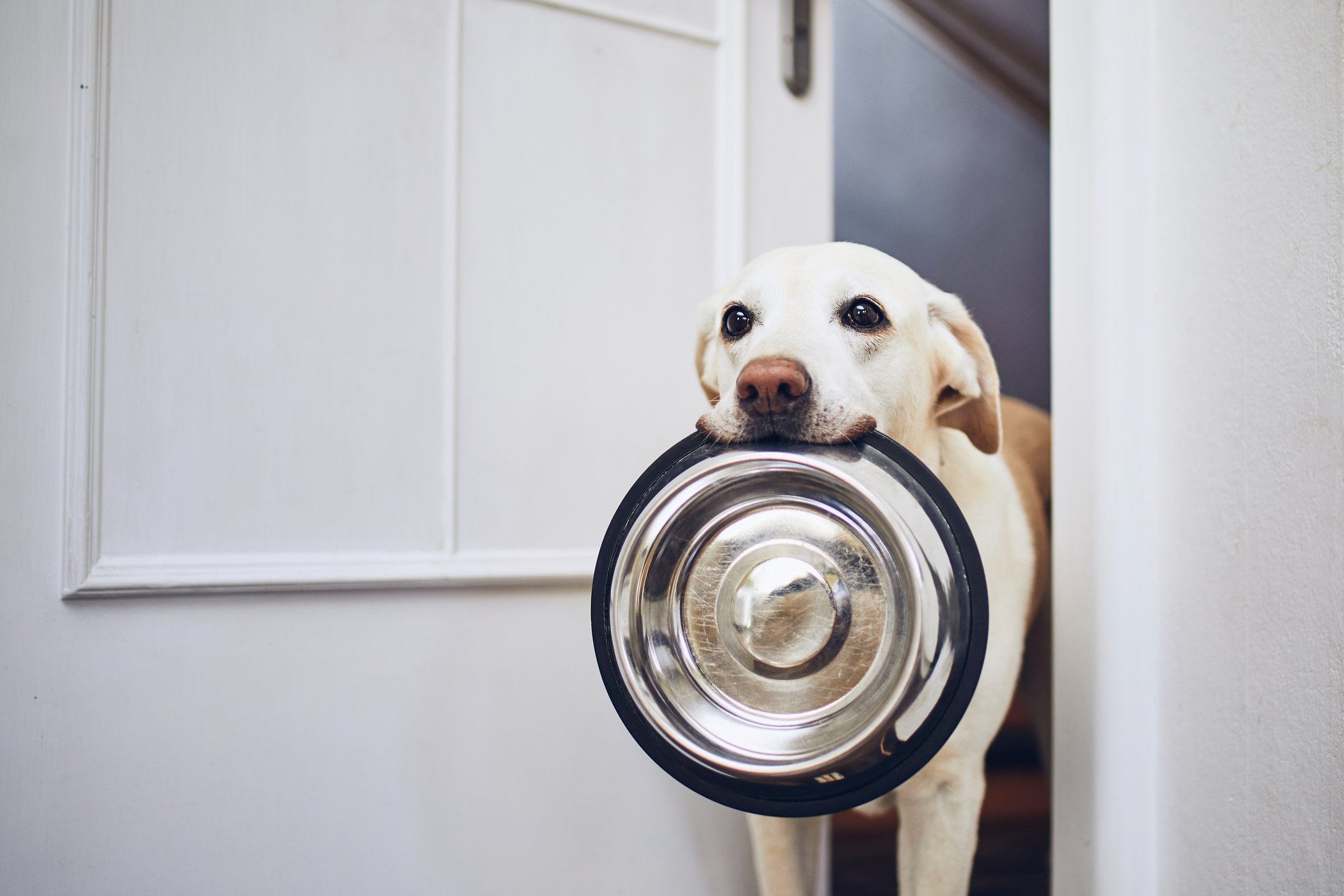 Dog carrying a dog food bowl in his mouth and looking ready to chow down.
