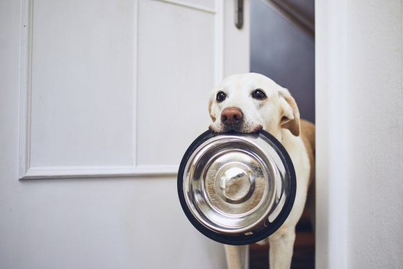 Dog carrying a dog food bowl in his mouth and looking ready to chow down.