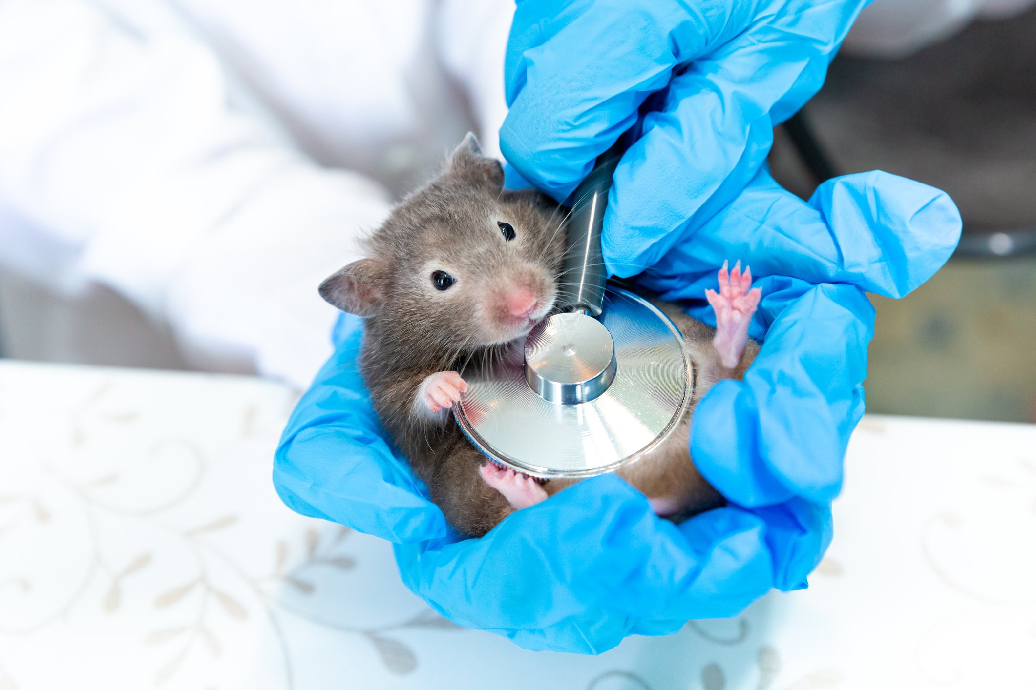 Hamster being held by gloved hands with a stethoscope on its chest