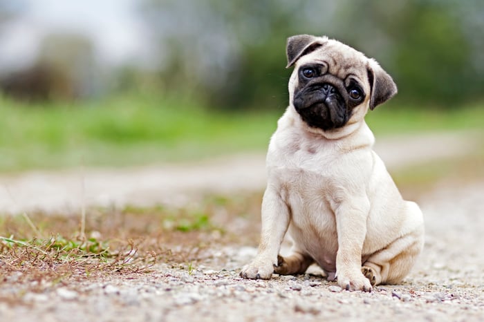A pug.