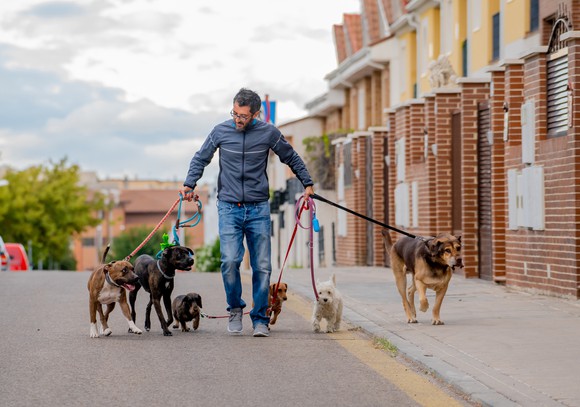 A professional dog walker walking six dogs of different breeds and sizes down the street near brick-fronted houses.