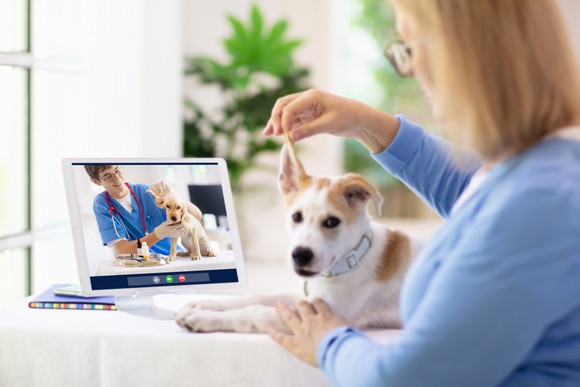 A woman holding up her dog's ear during a video chat consultation with a vet.