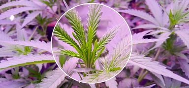 GettyImages-1224395607