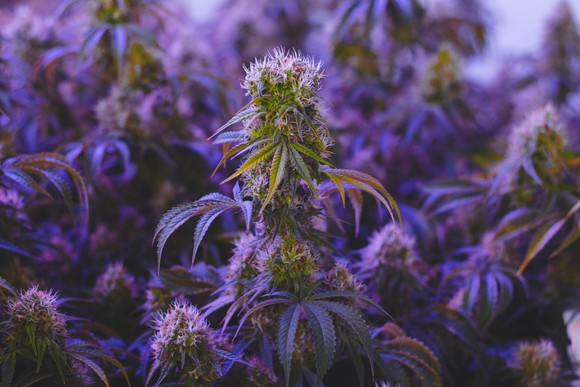 Cannabis plants growing under hydroponic light. 