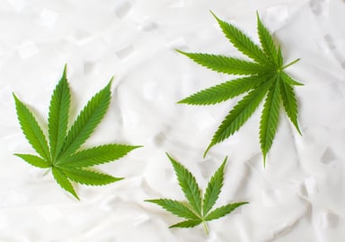 3 cannabis leaves