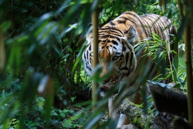 Tiger Stalking Dividend