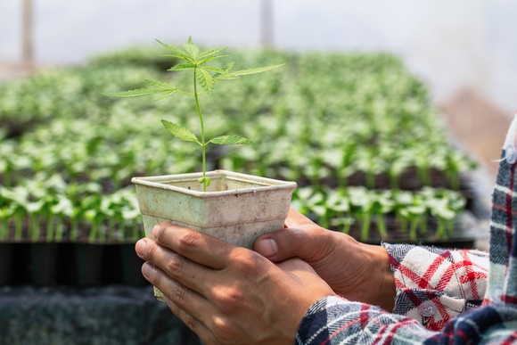 Farmers holding hemp seedlings in greenhouses