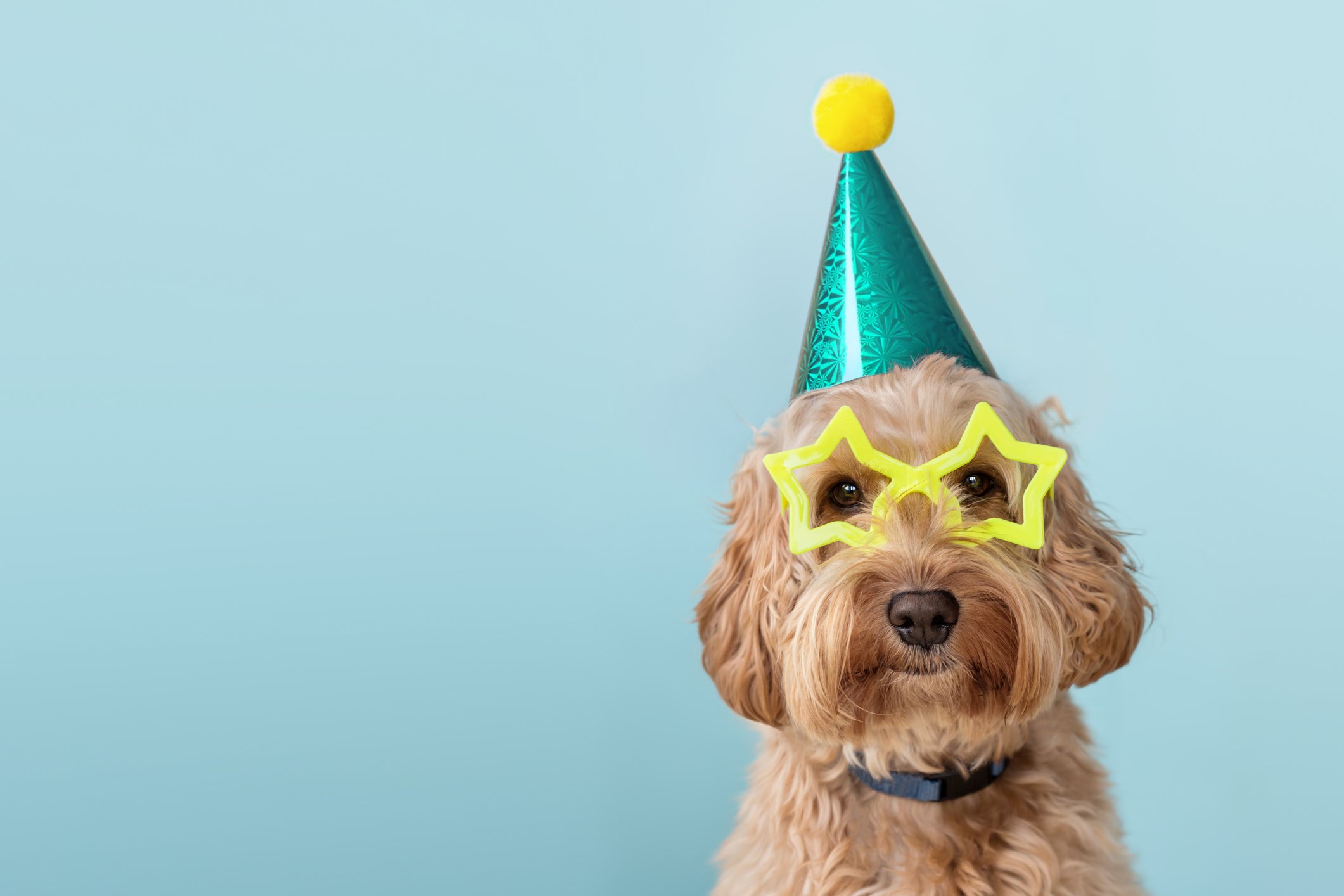 Dog with a party hat and glasses on. 