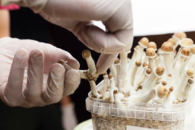 Mushrooms