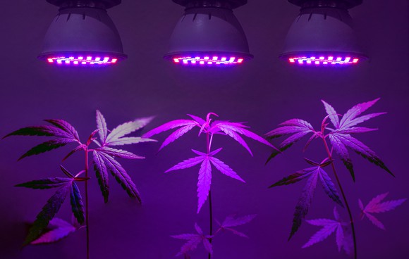 Three cannabis plants being cultivated under grow lights.