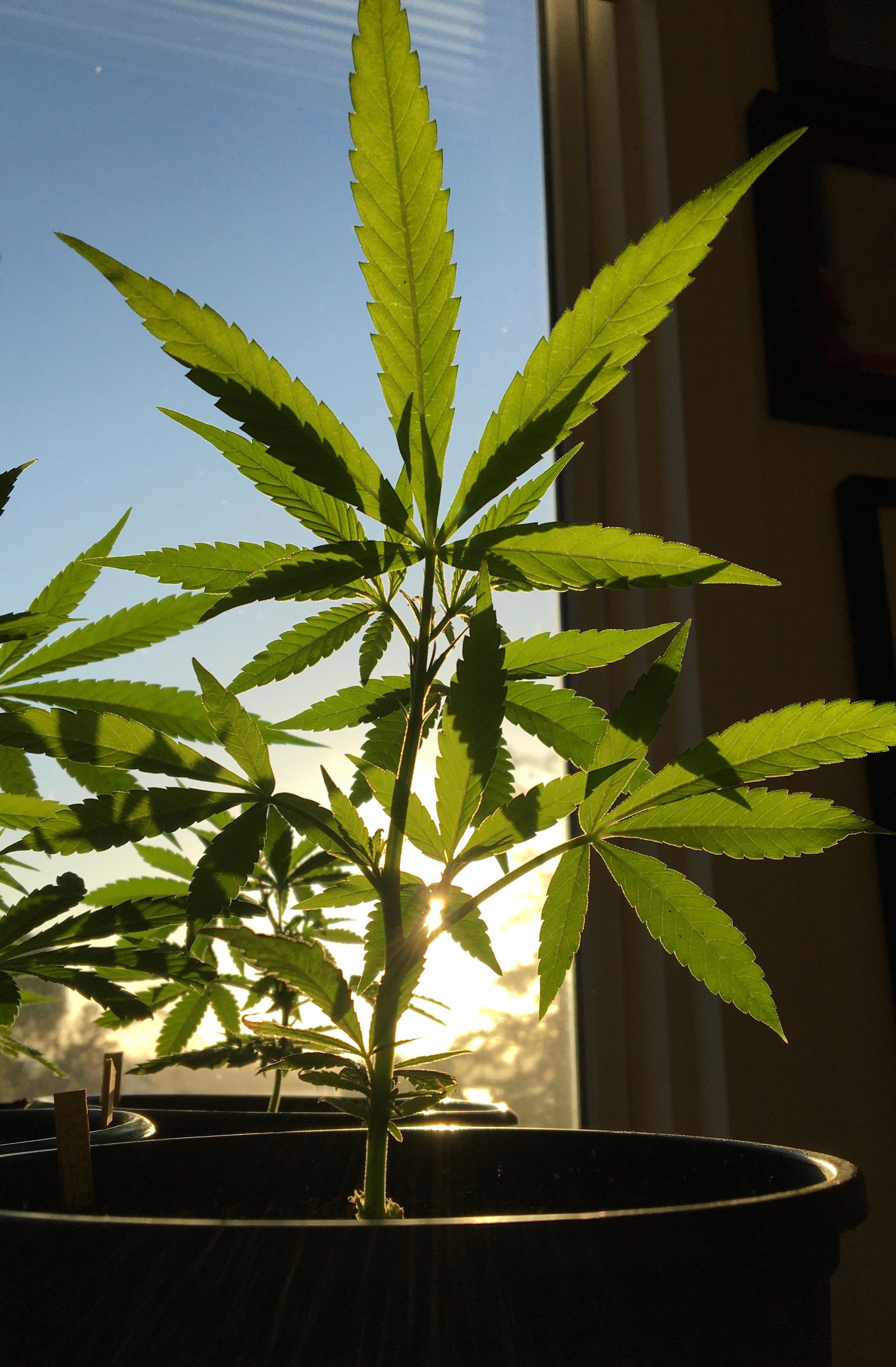 cannabis