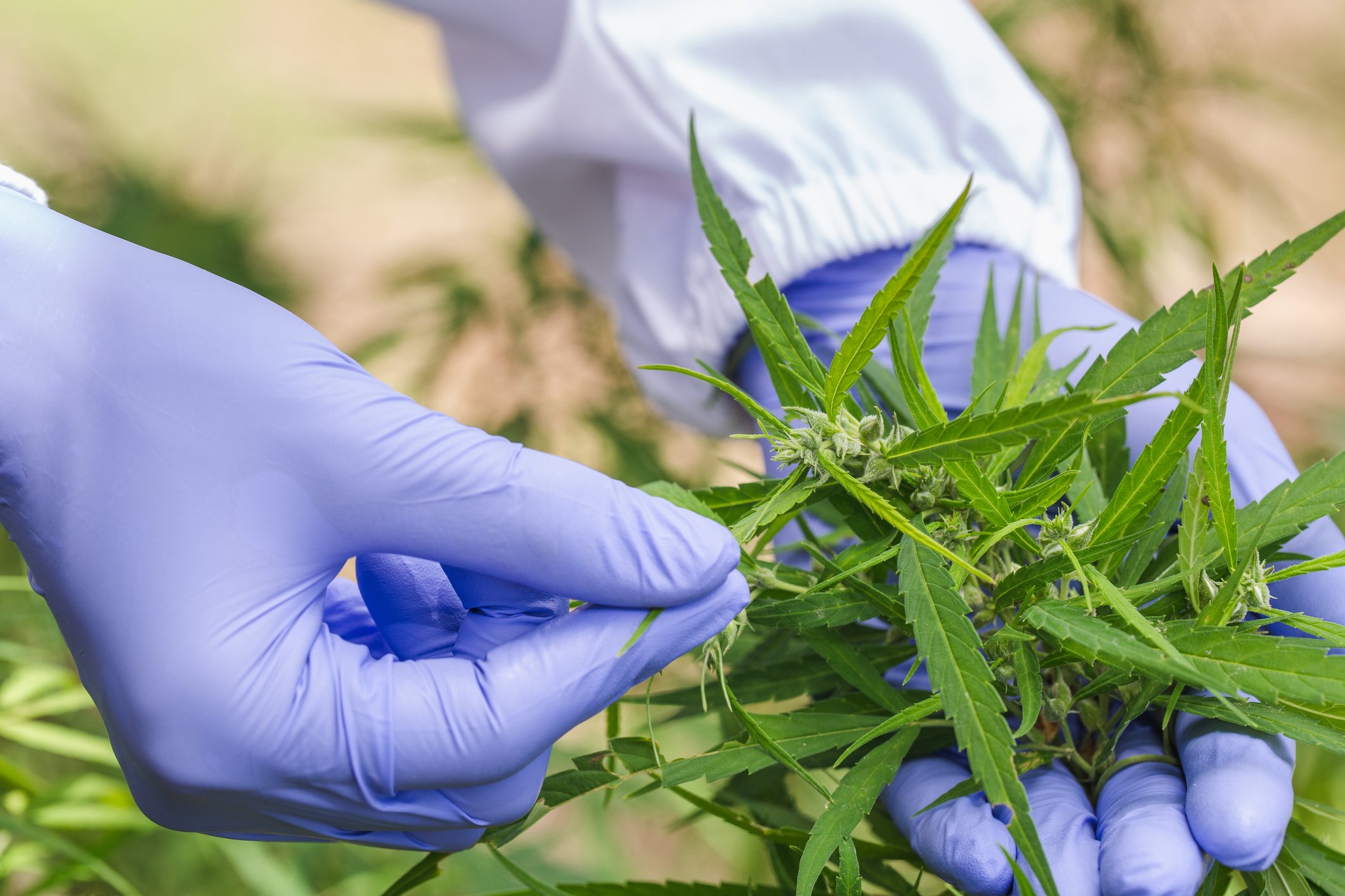 Gloved hands holding cannabis plant