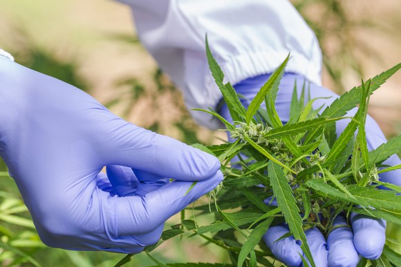 Gloved hands holding cannabis plant