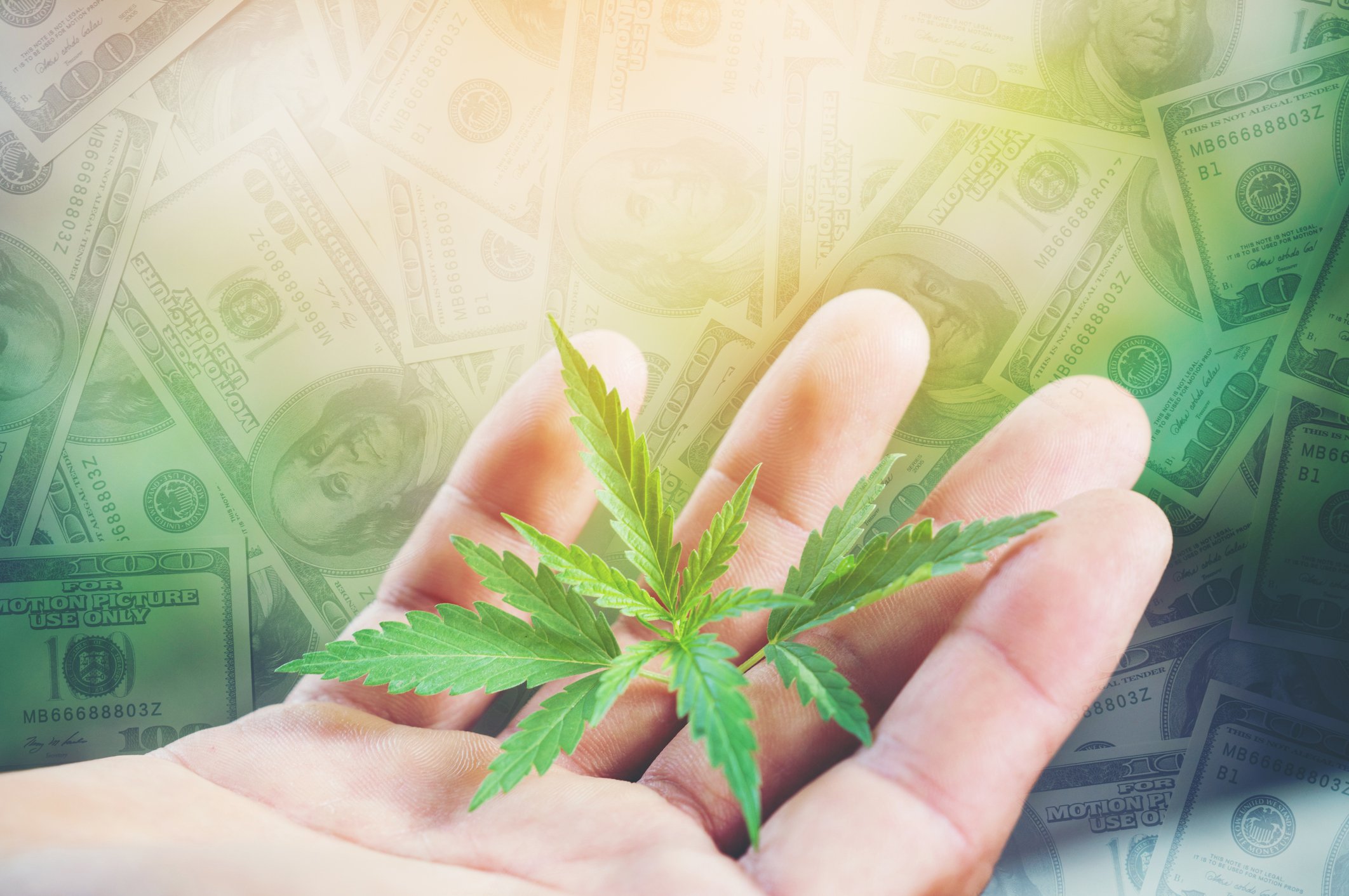 A man holding a cannabis leaf with dollar bills in the background