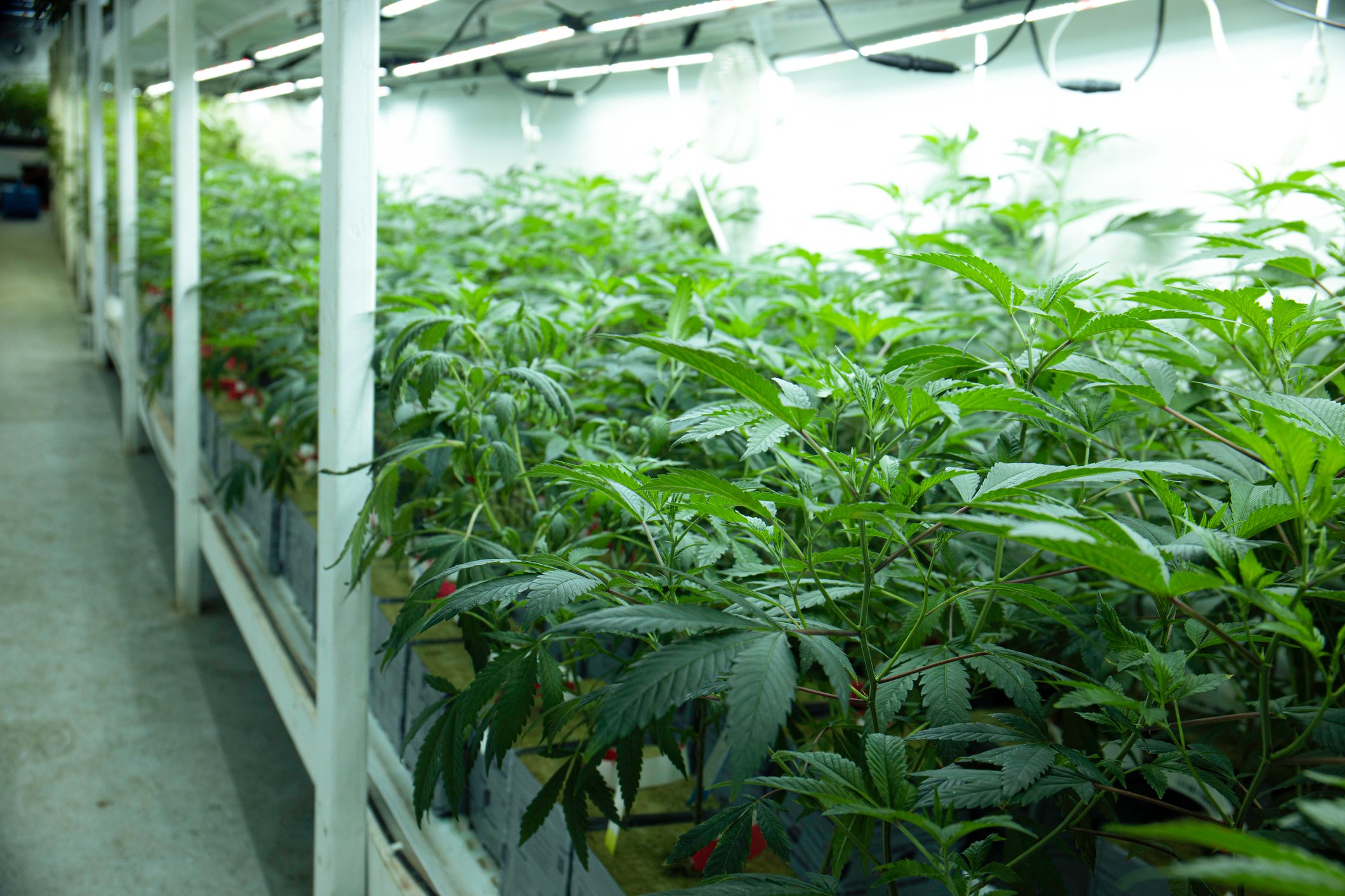 Marijuana plants growing in an indoor pot farm.