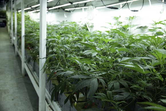Marijuana plants growing in an indoor pot farm.