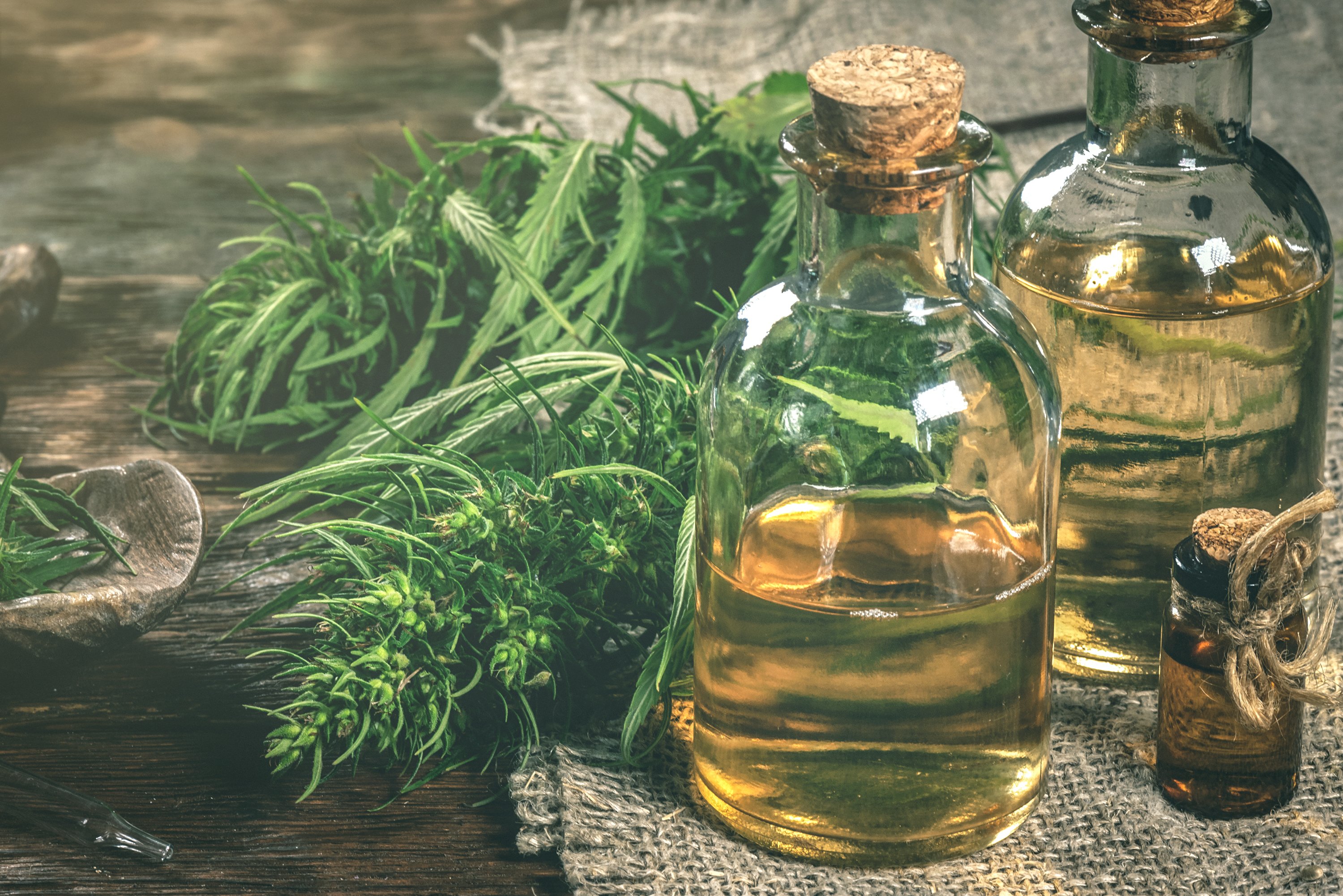 CBD oil bottles and cannabis plants on table