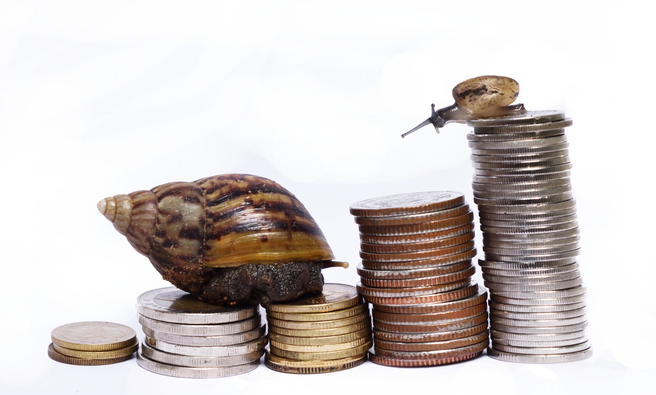 Snails and coins