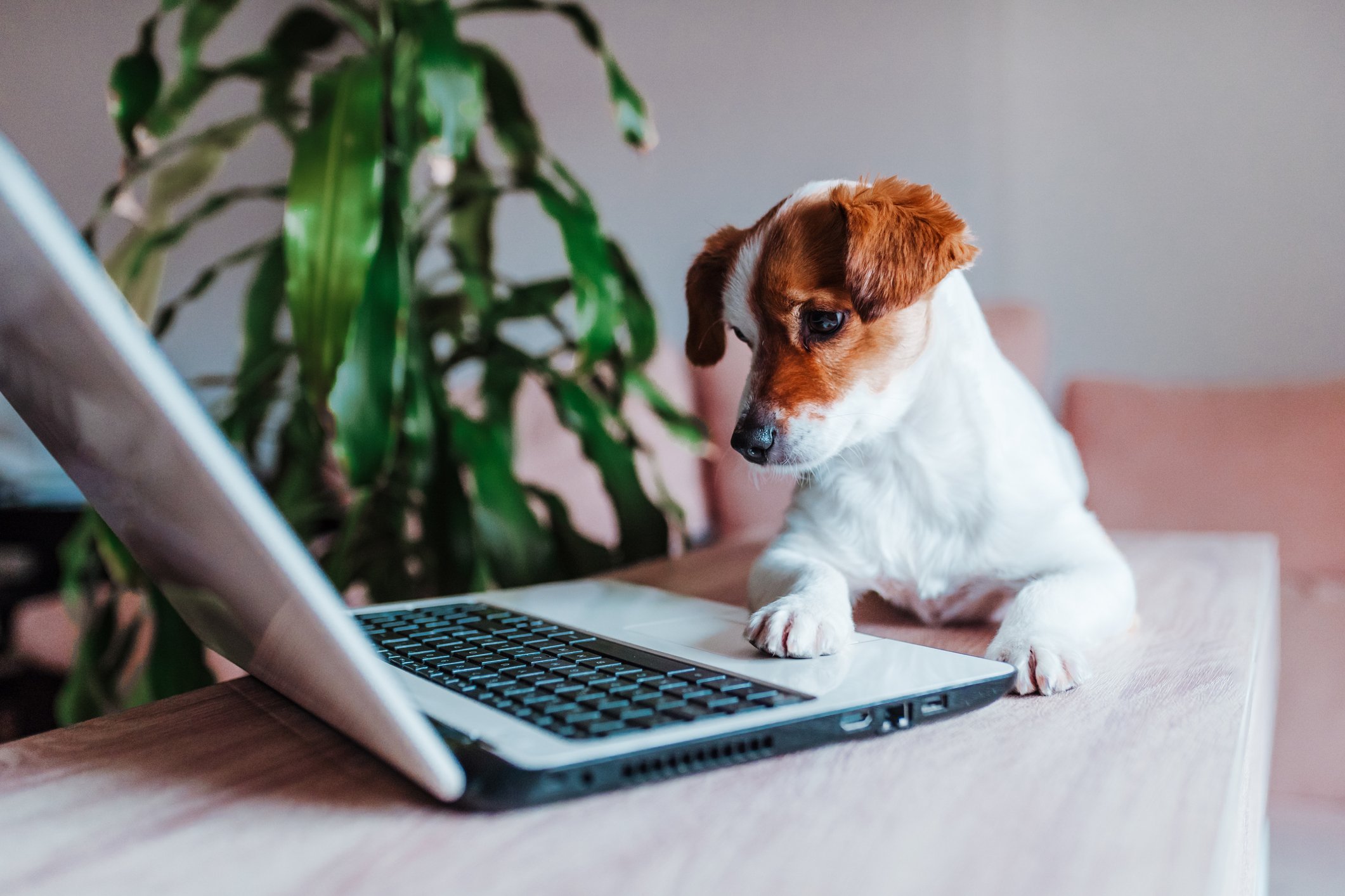 A puppy trying to use a laptop. 